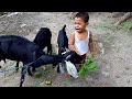 Baby and baby goats,goat video for kids