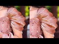 New Sleeve Design Comfortable Ruffle Sleeve Design Cutting And Stitching Jumichu Sleeve 2024