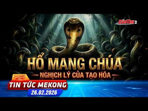 [🔴 Live] Hổ mang chúa - Nghịch lý của tạo hóa | Tin tức Mekong 26.02.2026 | Cần Thơ