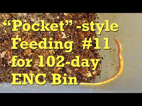 ENC worm bin's 11th "pocket feeding" on day 102 - vermicompost