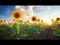Peaceful Relaxing Instrumental Music, Calm soothing Meditation Music "Beautiful Summer" by Tim Janis