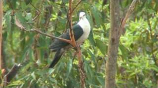 preview picture of video 'White-headed Pigeon (Columba leucomela)'
