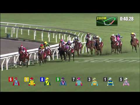 2/12/2020 (236) Handsome Bo Bo -  B Shinn