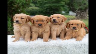 Video preview image #1 Golden Retriever Puppy For Sale in NEWPORT, PA, USA