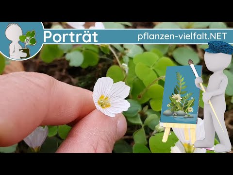 🖼️ Porträt 012 - Waldsauerklee (Oxalis acetosella)  - Wildpflanzen-Steckbrief (Essbar)