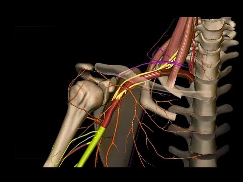 Obere Extremität - Arterien an Schulter, Oberarm und Ellenbogen - 3D