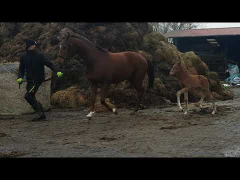 Stutfohlen von Secret 2021