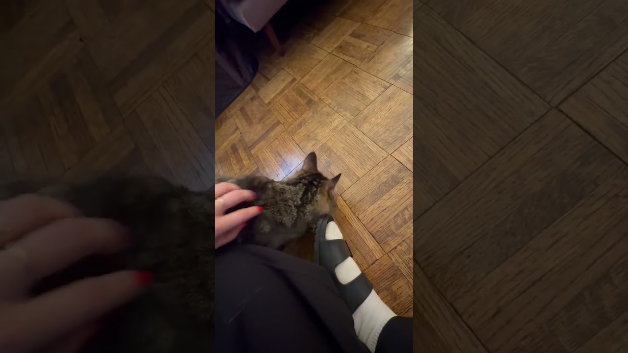 Enlarge Stevie, an adoptable mixed breed in New York, NY video 2/4