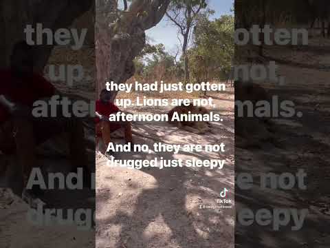 Dakar Senegal: Lion walk at Fathala wild life reserve