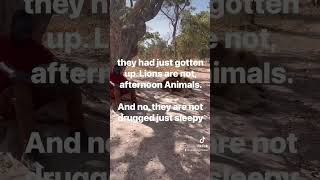 Dakar Senegal: Lion walk at Fathala wild life reserve