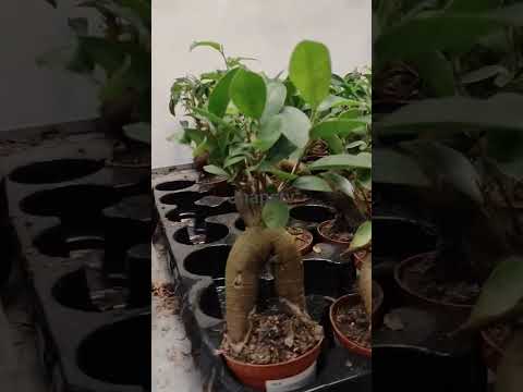ikea bonsai🥰🥰🥰#jeddah #shortvideo #trending #ikea #subscribe #viral