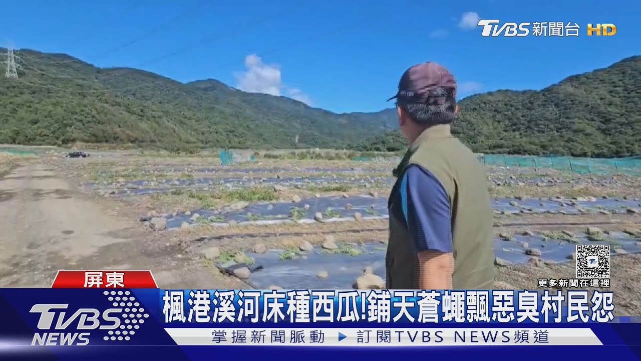 楓港溪河床種西瓜疑「超種」 引鋪天蒼蠅飄惡臭村民怨