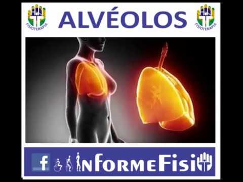 Alvéolos