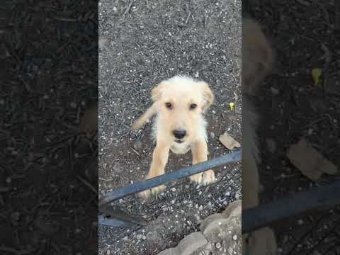 Beckett, an adoptable Goldendoodle & Airedale Terrier Mix in Cookeville, TN_image-1