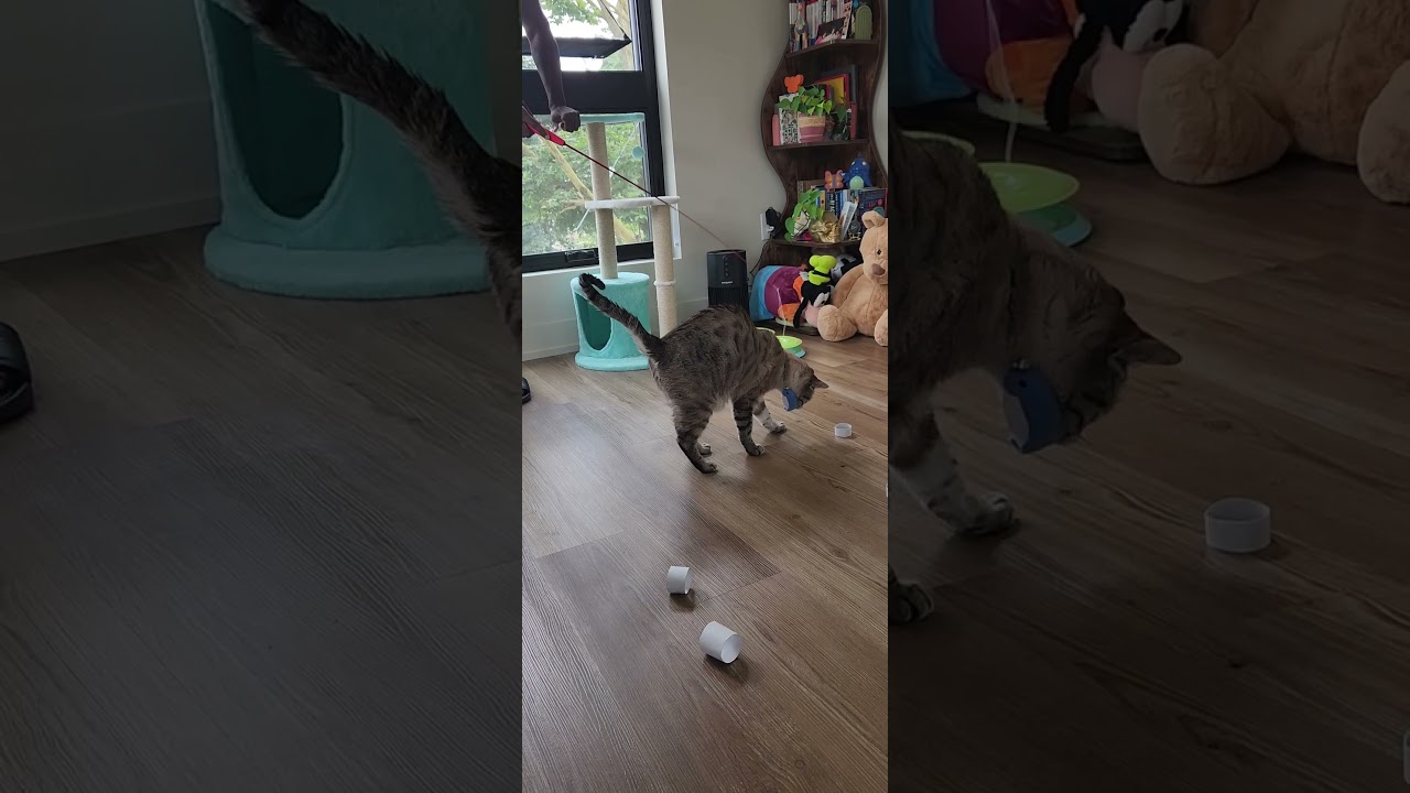 Ghost-Foster, a Adoptable Domestic Short Hair in Grand Rapids, MI video 5/5