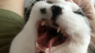 うめの頭撫でたらなんか大声で抗議された