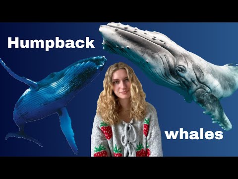 Humpback Whales Explained | Behaviour, Migration & More