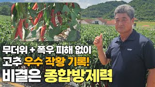 무더위+폭우에도 우수한 고추 작황!  남다른 상품성 자랑하는 병해충 방제법은