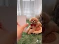 Cute Doggy Virel Video Awww This Is Really Cute Doggy Wp Status Video
