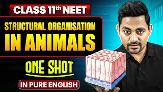 STRUCTURAL ORGANISATION IN ANIMALS