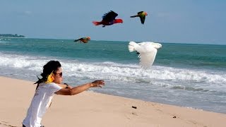 Sun conures, Cockatoo & Eclectus Free Flight At Ujung Genteng Beach (2015)