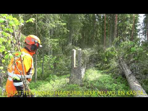 Metsolan Metsäkoulu 284 - Kaatojippo menee pieleen - missä tein virheen?