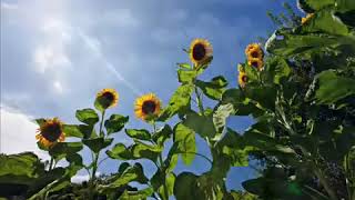 Download lagu Summer 久石譲Joe Hisaishi ~美しい画像とともに~ mp3 Download lagu Summer 久石譲Joe Hisaishi ~美しい画像とともに~ mp3
