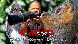 A few wild treasures from Sepulveda and maybe an owl... Canon R7 and 600 F11 lens