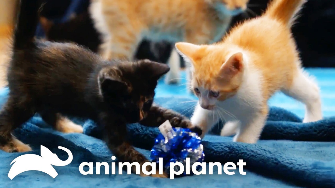 Puppy and Kitten Playtime | Too Cute | Animal Planet