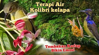 Download lagu tembakan Kolibri kelapa dengan terapi air mp3 Download lagu tembakan Kolibri kelapa dengan terapi air mp3