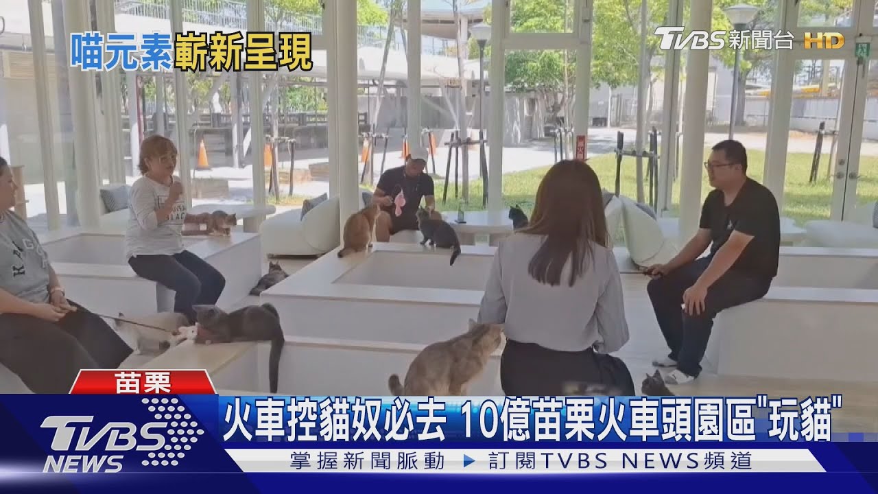 火車控貓奴必去　10億苗栗火車頭園區「撸貓」