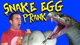 Snake Egg Prank!