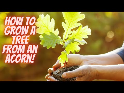 How to Grow Your Own Oak Tree from an Acorn
