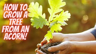 How to Grow Your Own Oak Tree from an Acorn
