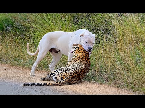 Este Leopardo Se Metió Con El Perro Equivocado