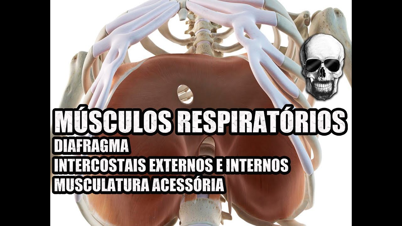 Vídeo Aula 140 - Anatomia Humana - Sistema Respiratório - Diafragma e Músculos Intercostais
