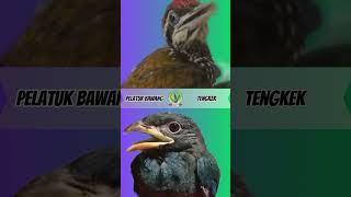 Download lagu pelatuk bawang vs tengkek buto mp3 Download lagu pelatuk bawang vs tengkek buto mp3