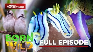 Bird's Cold Morning and Eye-Candy Sea Slugs | Born To Be Wild (Full Episode)