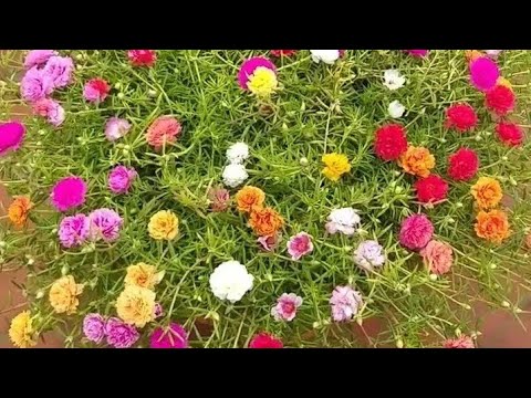 Table rose plant tips and tricks/garden tips/easyga tablerose ఎలా penchukovali