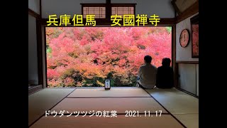 兵庫但馬　安國禅寺　ドウダンツツジの紅葉