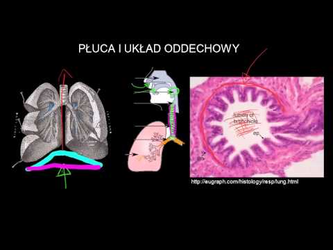 Płuca i układ oddechowy