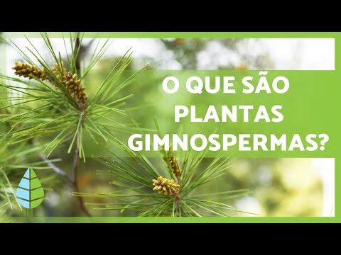 PLANTAS GIMNOSPERMAS 🌲 Características, exemplos, reprodução e mais!