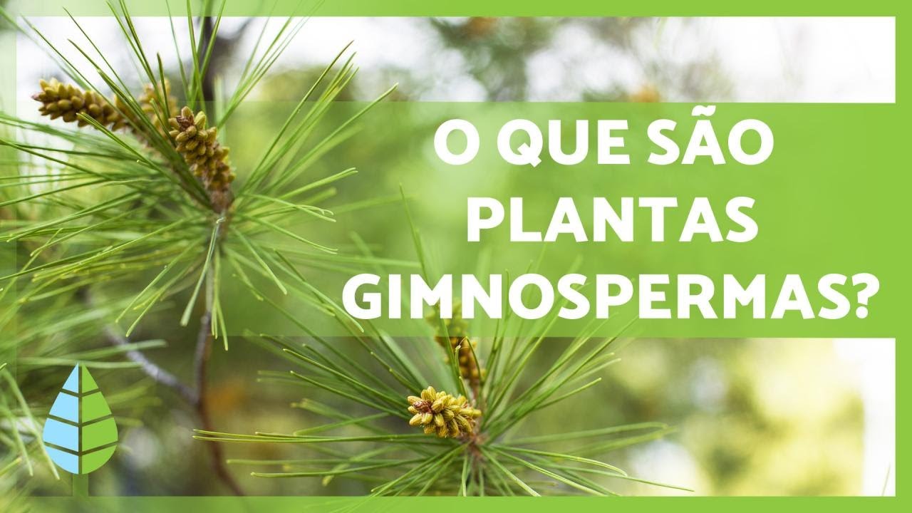 PLANTAS GIMNOSPERMAS 🌲 Características, exemplos, reprodução e mais!