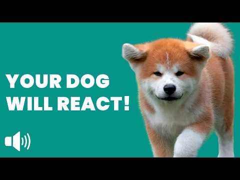Sounds That Get an Instant Reaction From Your Dog 🐶