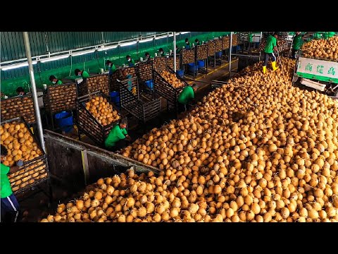 How to Produce Millions Product of Coconuts - Coir, Cocopeat, Coconut Cream, Coconut Flour Factory