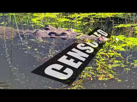 The Most Famous Crocodile in Our Area Gone for Good?