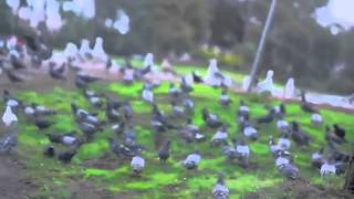 Lil B - Total Recall -MUSIC VIDEO- ONE OF THE MOST EMOTIONAL STRAIGHT FORWARD CINEMAS