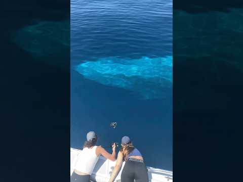 The most incredible blue whale encounter I’ve ever had with Gone Whale Watching in San Diego!