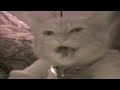 America S Funniest Home Videos Season 14 Episode 10 Cat Scat