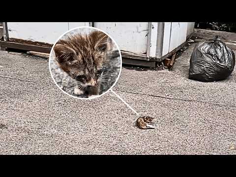 A sick stray kitten lay in the road waiting to die,unaware an angel would reach her before death did
